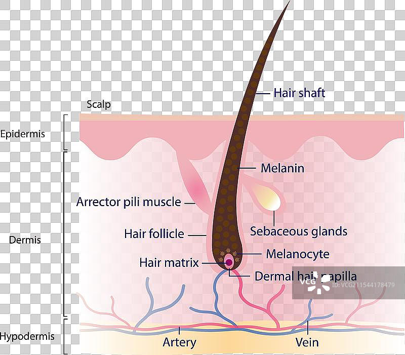 头发结构解剖图图片素材