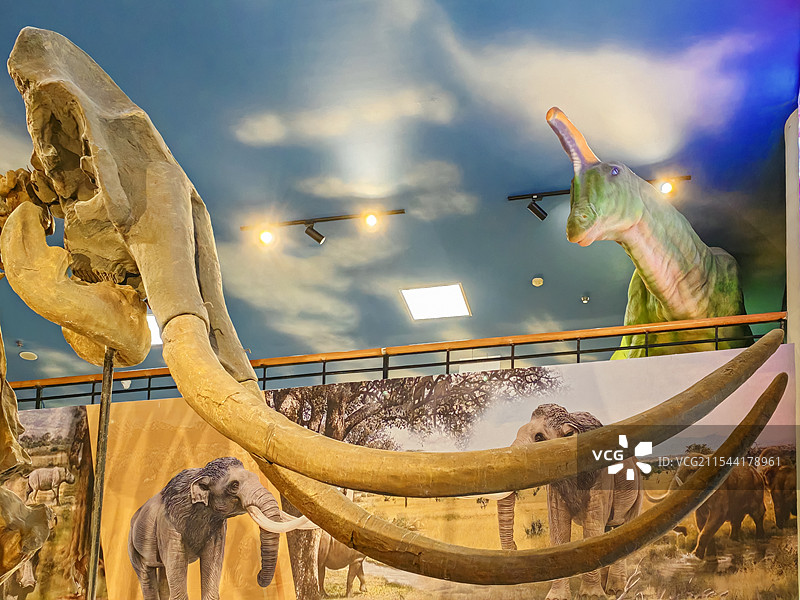 潍坊象化石博物馆中穿越时空的长牙传奇 潍坊市博物馆馆藏展品图片素材