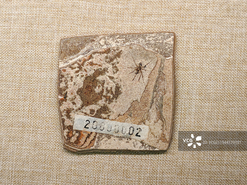 蜘蛛 新近纪早中新世晚期昆虫类化石 潍坊市博物馆馆藏展品图片素材