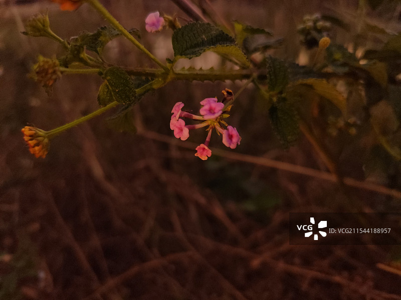一朵花图片素材