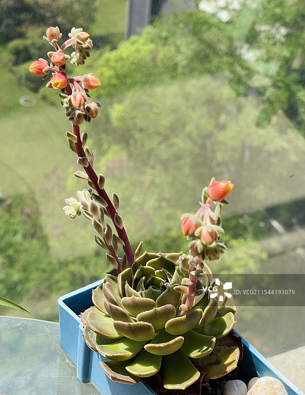 观音莲开花图片素材