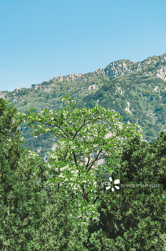 中国非都市风光拍摄主题，山里绿色的槐树槐花和蓝色的天空，白色的云景，户外白昼无人图像摄影图片素材