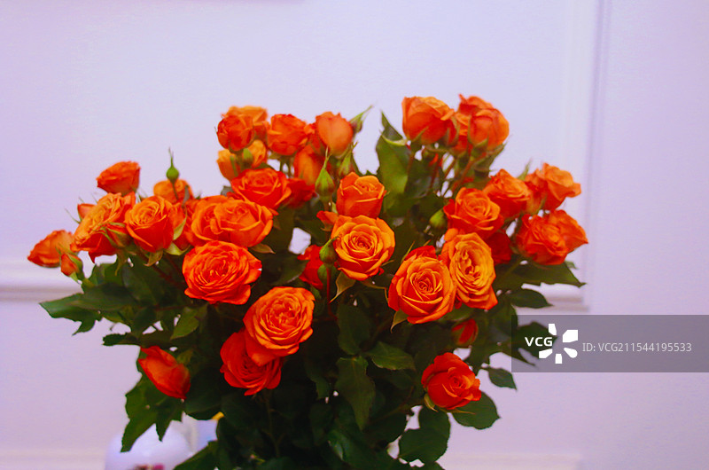 《花香》图片素材