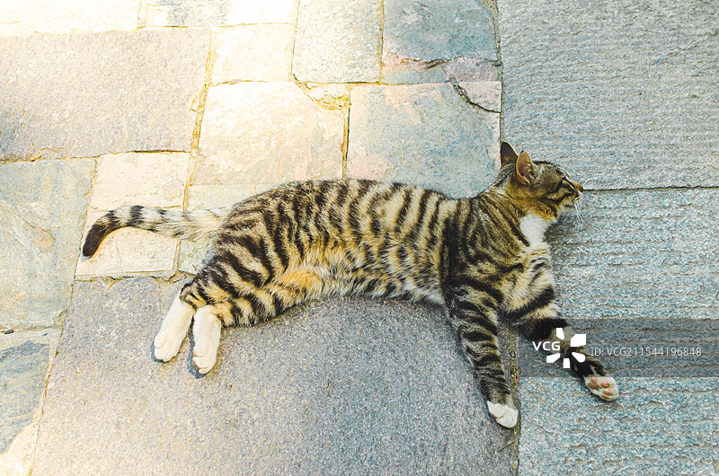 中国非都市风光拍摄主题，山东省泰安国内著名景点泰山风景区，山里上趴着的橘猫野猫，户外白昼无人图像摄影图片素材