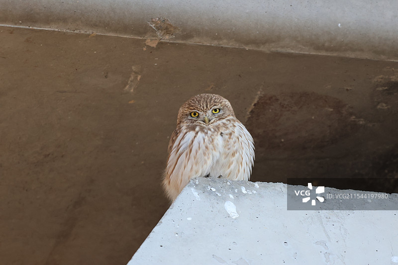 小鸮野鸟巩华城城主图片素材