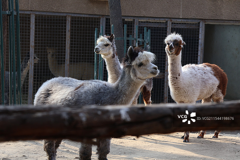北京动物园羊驼图片素材