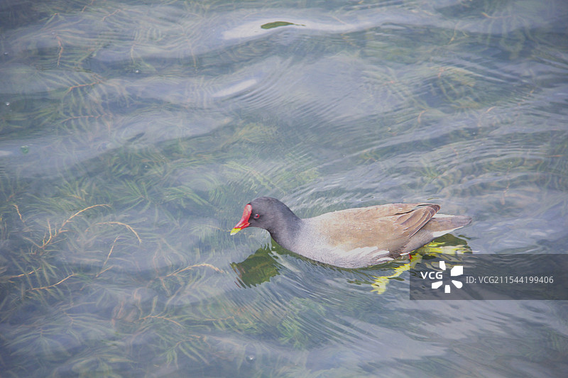 野生红冠水鸡组图：游玩打水，啄食水藻面包图片素材