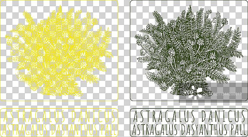 手绘丹麦黄芪图案图片素材