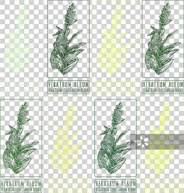 各种颜色的白毒芹绘画集图片素材