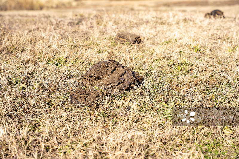 冬天草地上的牛粪图片素材