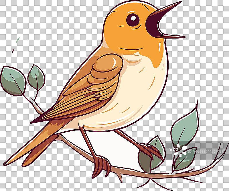 一只红雀栖息在带叶子的树枝上图片素材