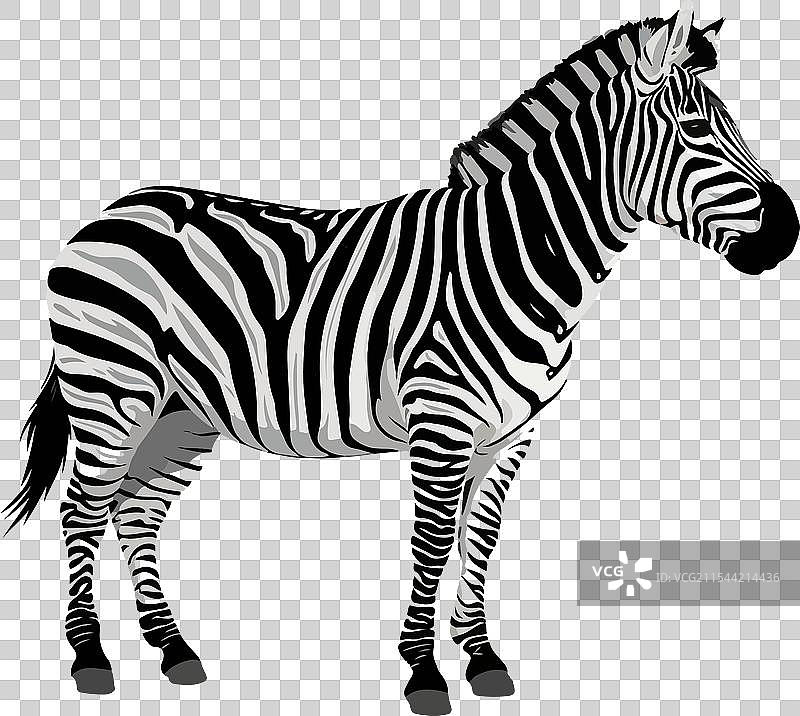 一只斑马在干净的地方图片素材