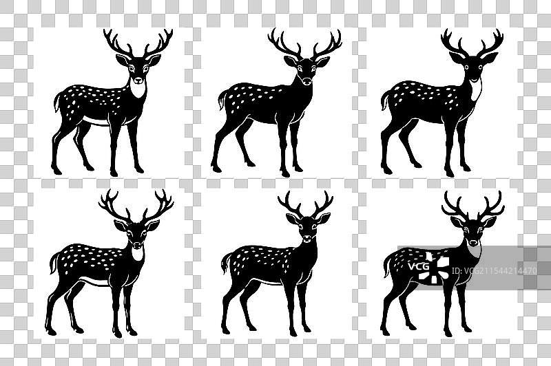 梅花鹿图片素材