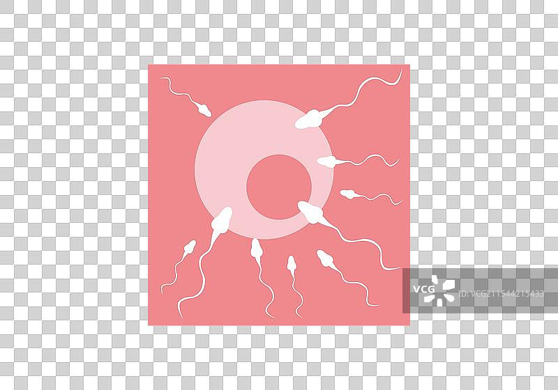 IVF阶段：卵子受精图片素材