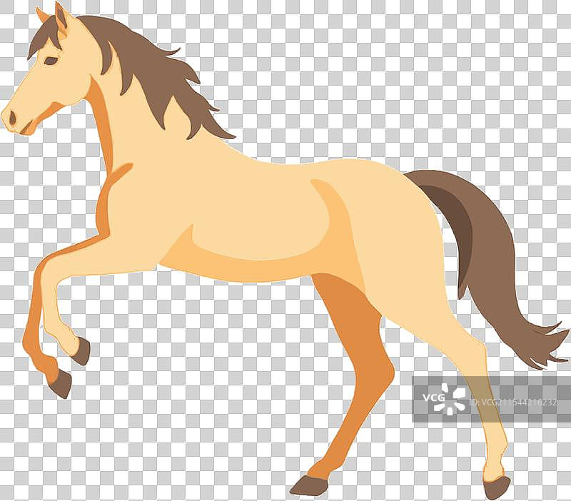 动物骑行小马图片素材