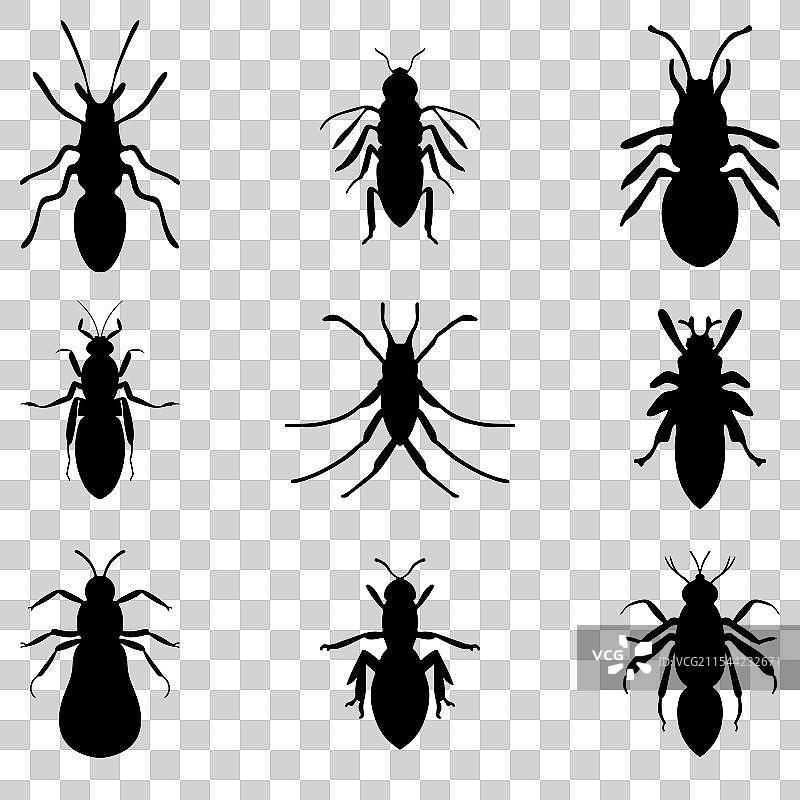 简单的昆虫设计套件图片素材