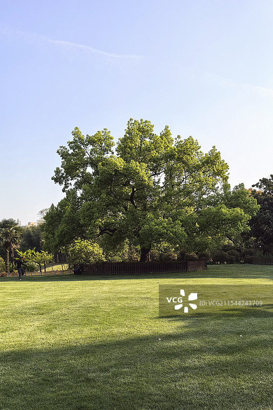 上海植物园的大草坪和树图片素材