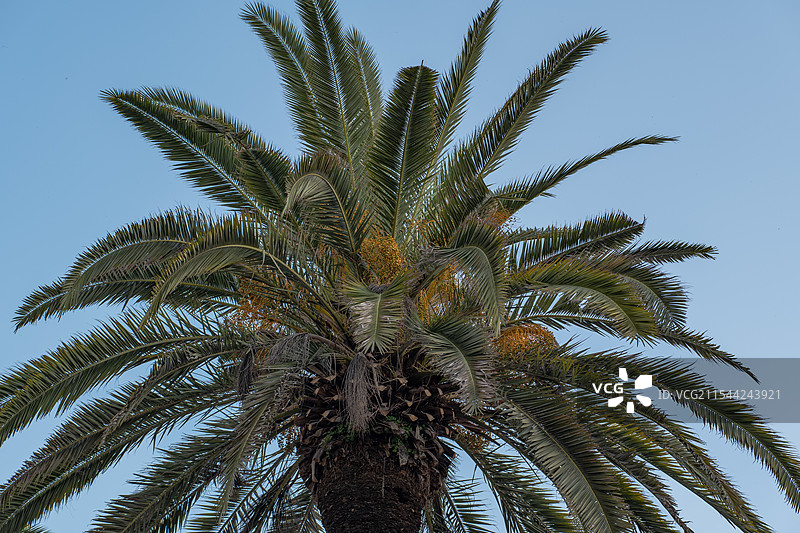 棕榈树特写图片素材