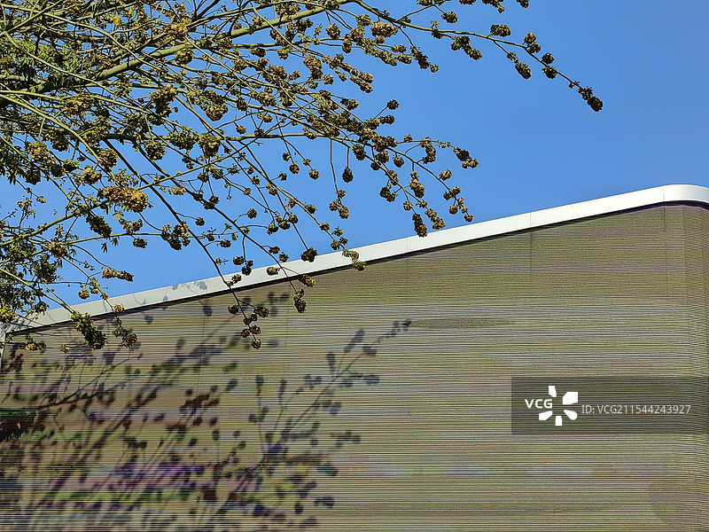 春色光影深圳欢乐海岸，天空蔚蓝，阳光明媚。树木含苞欲放，摇曳，光影洒在墙面上，斑斓动人，春风陶醉。图片素材