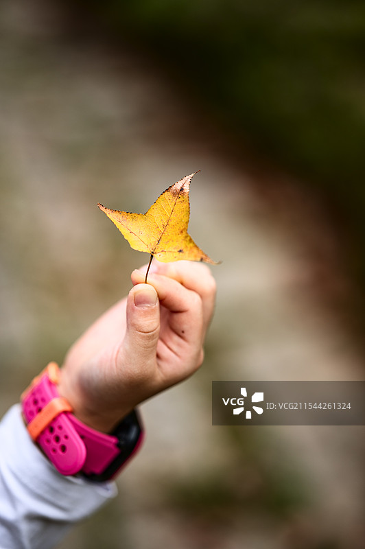 只手握着一片黄色的枫叶，手的主人戴着粉色带孔的手表，背景模糊，突出了手中的枫叶，给人一种秋日的氛围感图片素材