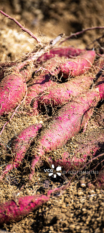 秋天田野庄稼地里收获的红薯地瓜芋头特写镜头手机壁纸图片素材