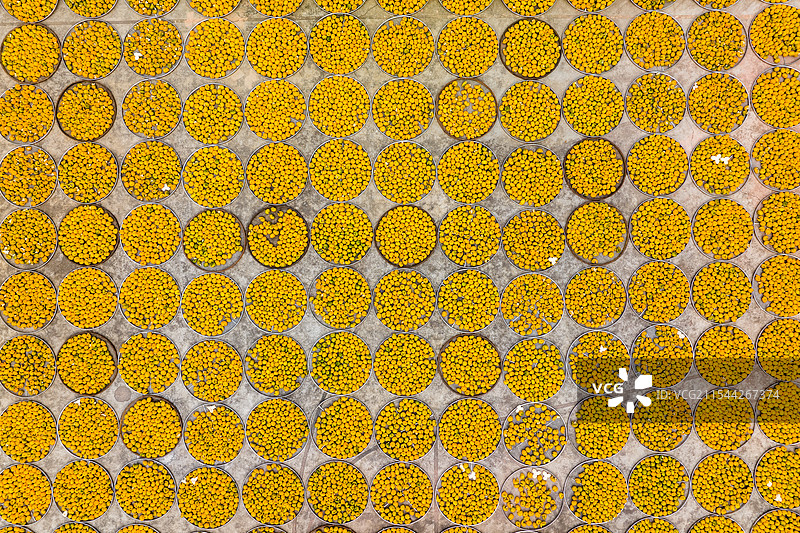 广东江门新会，秋季陈皮晾晒图片素材