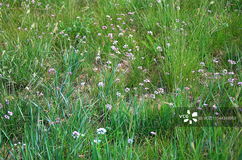 野韭菜 草原图片素材