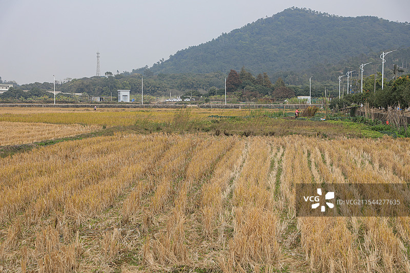 上洲村的稻田图片素材