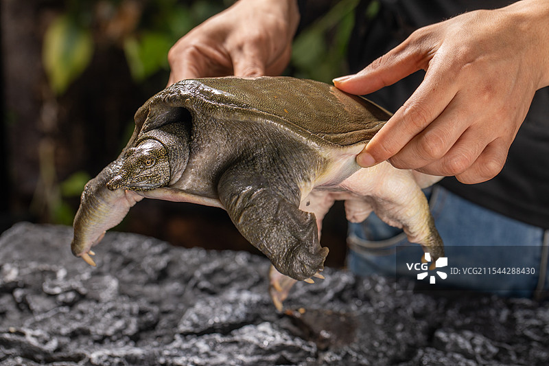甲鱼、鳖图片素材