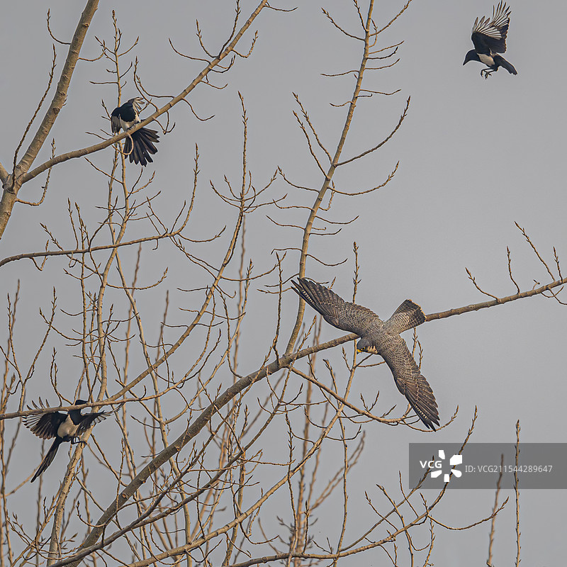 杀出重围    游隼突破三只喜鹊的包围图片素材