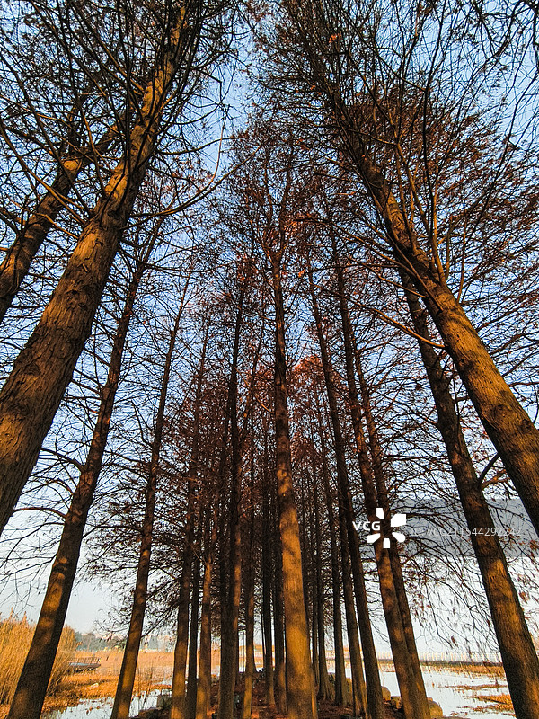 晨光中的水杉图片素材