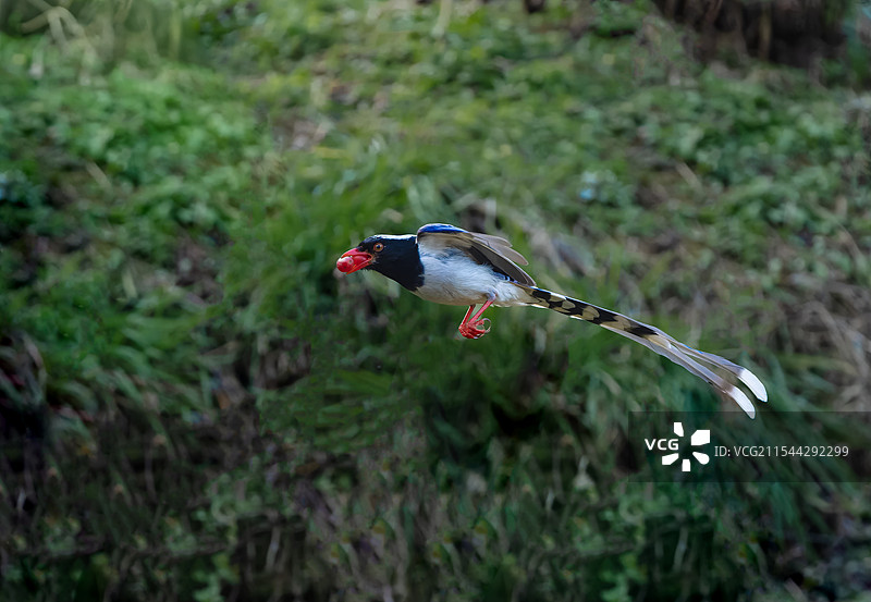 飞行中的红嘴蓝雀嘴里衔着葡萄图片素材