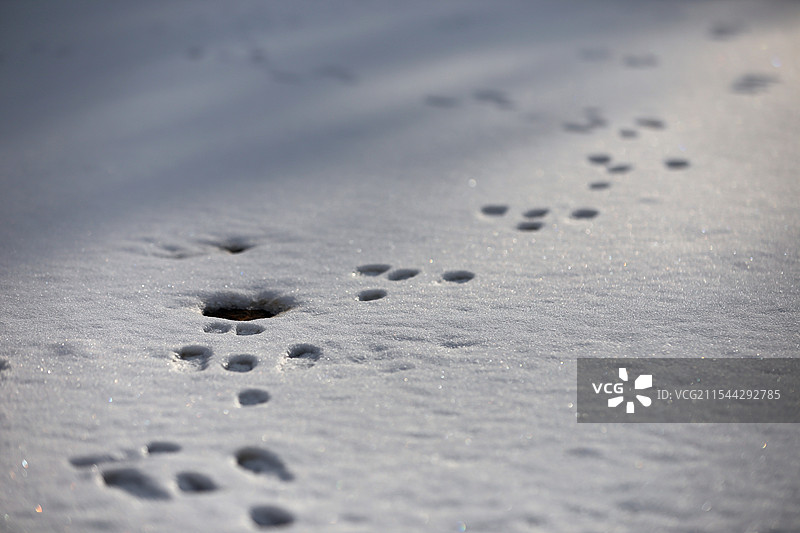 雪地上小动物的脚印图片素材