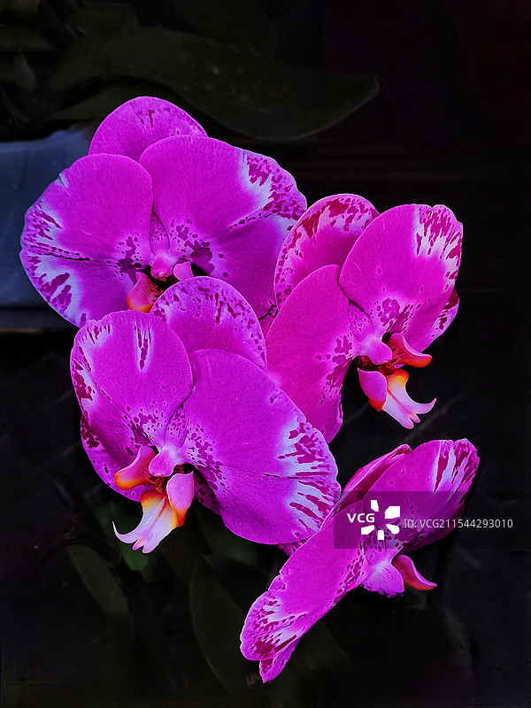 红色蝴蝶兰图片素材