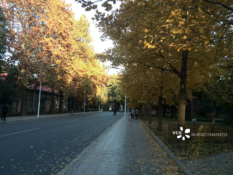 银杏树下的道路图片素材