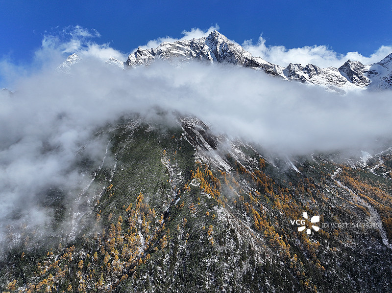 川西毕棚沟雪后秋景，黄叶雪山倒影图片素材