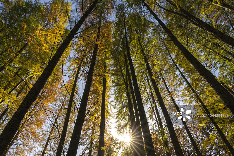 杉树林图片素材