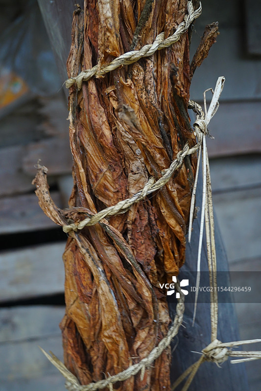 晒干扎成捆的烟草叶子图片素材