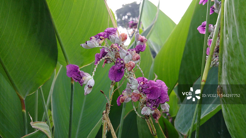 水中仙子再力花图片素材