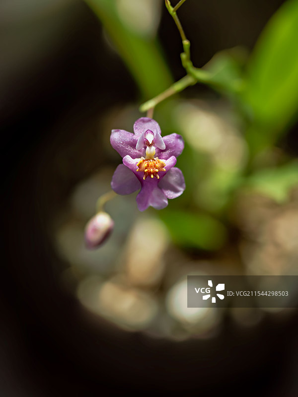 文心兰图片素材