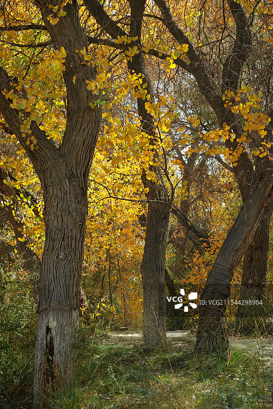 新疆泽普胡杨林风景图片素材