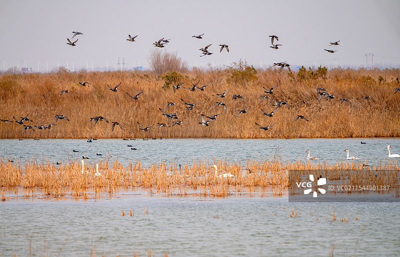 黄河三角洲黄河入海口万鸟翔集，在此栖息繁衍，成候鸟乐园图片素材