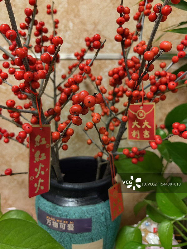 自搭年宵花北美冬青图片素材