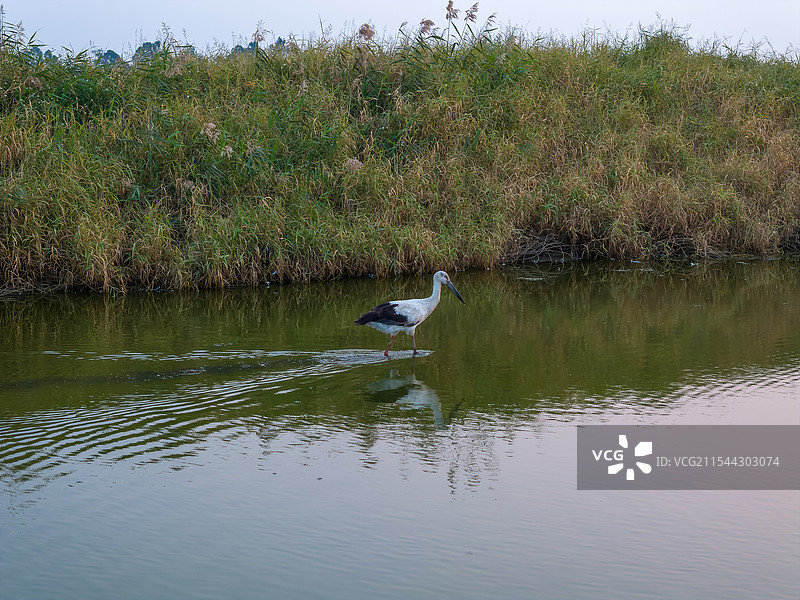 东方白鹳图片素材