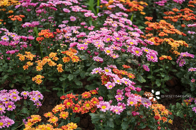 彩色菊花花海图片素材