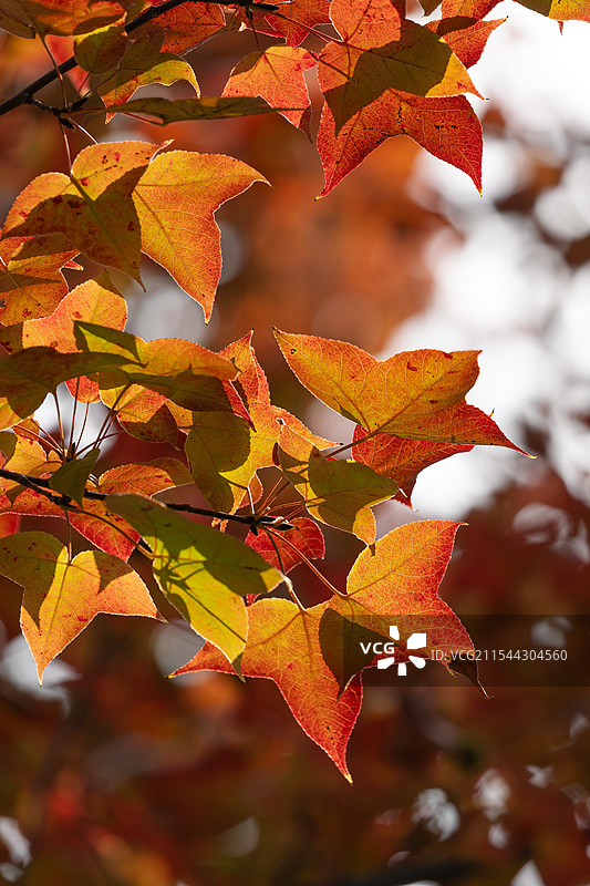 阳光下的枫叶特写图片素材