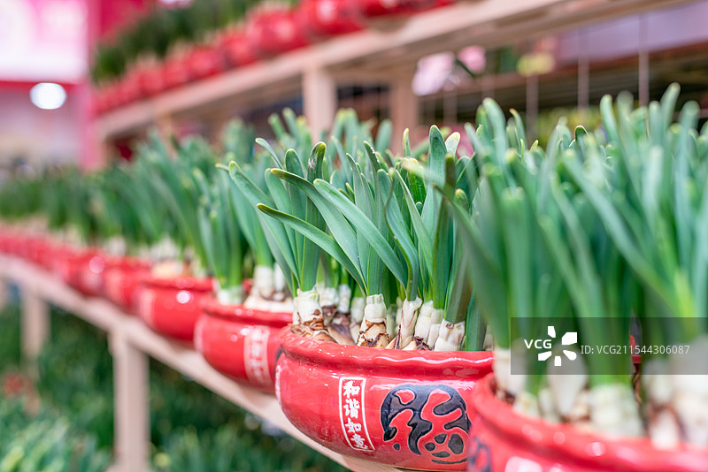 春节花市上销售的水仙花图片素材