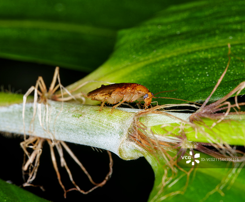 绿叶上一只蟑螂的特写画面图片素材
