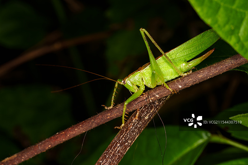绿螽斯栖息于树枝上的画面图片素材