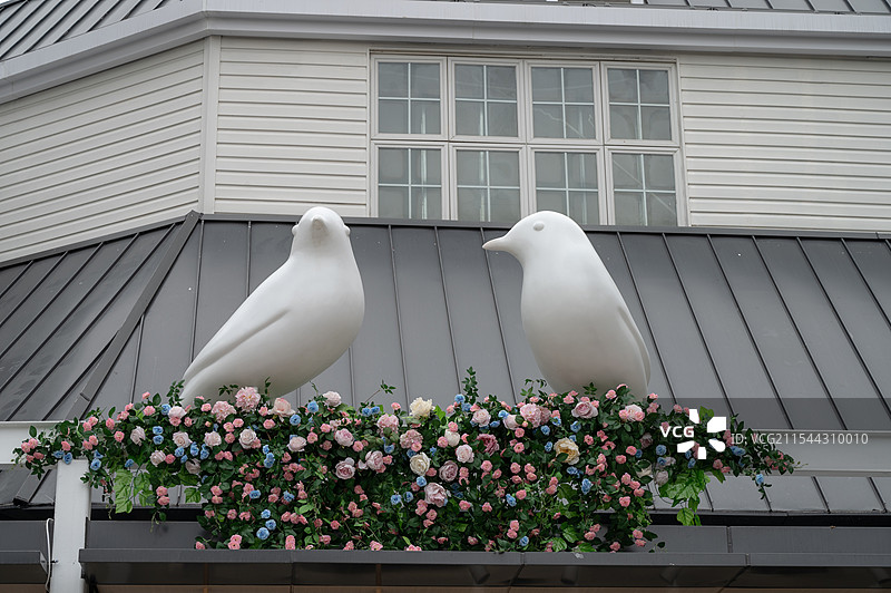 鸽子和花图片素材